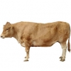 https://www.americanbreeder.com/images/com_adsmanager/categories/5250cat_t.jpg