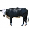https://www.americanbreeder.com/images/com_adsmanager/categories/5251cat_t.jpg