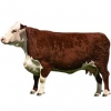 https://www.americanbreeder.com/images/com_adsmanager/categories/5252cat_t.jpg