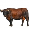 https://www.americanbreeder.com/images/com_adsmanager/categories/5253cat_t.jpg