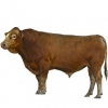 https://www.americanbreeder.com/images/com_adsmanager/categories/5255cat_t.jpg