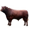 https://www.americanbreeder.com/images/com_adsmanager/categories/5256cat_t.jpg