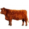 https://www.americanbreeder.com/images/com_adsmanager/categories/5259cat_t.jpg