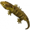 https://www.americanbreeder.com/images/com_adsmanager/categories/525cat_t.jpg