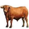 https://www.americanbreeder.com/images/com_adsmanager/categories/5260cat_t.jpg
