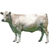 https://www.americanbreeder.com/images/com_adsmanager/categories/5261cat_t.jpg