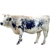 https://www.americanbreeder.com/images/com_adsmanager/categories/5263cat_t.jpg
