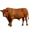 https://www.americanbreeder.com/images/com_adsmanager/categories/5264cat_t.jpg