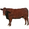 https://www.americanbreeder.com/images/com_adsmanager/categories/5265cat_t.jpg