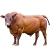 https://www.americanbreeder.com/images/com_adsmanager/categories/5267cat_t.jpg
