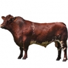 https://www.americanbreeder.com/images/com_adsmanager/categories/5268cat_t.jpg
