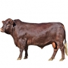 https://www.americanbreeder.com/images/com_adsmanager/categories/5270cat_t.jpg