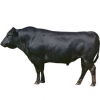 https://www.americanbreeder.com/images/com_adsmanager/categories/5272cat_t.jpg