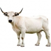 https://www.americanbreeder.com/images/com_adsmanager/categories/5273cat_t.jpg