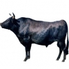 https://www.americanbreeder.com/images/com_adsmanager/categories/5274cat_t.jpg