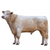 https://www.americanbreeder.com/images/com_adsmanager/categories/5277cat_t.jpg