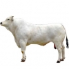 https://www.americanbreeder.com/images/com_adsmanager/categories/5281cat_t.jpg