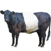 https://www.americanbreeder.com/images/com_adsmanager/categories/5282cat_t.jpg