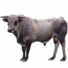 https://www.americanbreeder.com/images/com_adsmanager/categories/5283cat_t.jpg