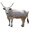 https://www.americanbreeder.com/images/com_adsmanager/categories/5284cat_t.jpg