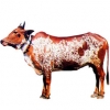 https://www.americanbreeder.com/images/com_adsmanager/categories/5286cat_t.jpg