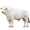 https://www.americanbreeder.com/images/com_adsmanager/categories/5287cat_t.jpg