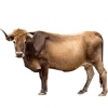 https://www.americanbreeder.com/images/com_adsmanager/categories/5288cat_t.jpg
