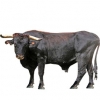 https://www.americanbreeder.com/images/com_adsmanager/categories/5292cat_t.jpg