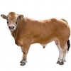 https://www.americanbreeder.com/images/com_adsmanager/categories/5293cat_t.jpg
