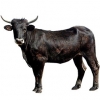 https://www.americanbreeder.com/images/com_adsmanager/categories/5296cat_t.jpg