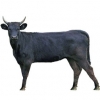 https://www.americanbreeder.com/images/com_adsmanager/categories/5298cat_t.jpg
