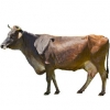 https://www.americanbreeder.com/images/com_adsmanager/categories/5299cat_t.jpg