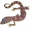 https://www.americanbreeder.com/images/com_adsmanager/categories/529cat_t.jpg