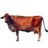 https://www.americanbreeder.com/images/com_adsmanager/categories/5301cat_t.jpg