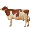 https://www.americanbreeder.com/images/com_adsmanager/categories/5302cat_t.jpg