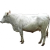 https://www.americanbreeder.com/images/com_adsmanager/categories/5303cat_t.jpg