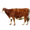 https://www.americanbreeder.com/images/com_adsmanager/categories/5304cat_t.jpg