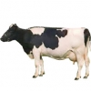 https://www.americanbreeder.com/images/com_adsmanager/categories/5306cat_t.jpg
