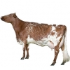https://www.americanbreeder.com/images/com_adsmanager/categories/5307cat_t.jpg