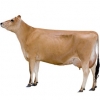 https://www.americanbreeder.com/images/com_adsmanager/categories/5308cat_t.jpg