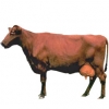https://www.americanbreeder.com/images/com_adsmanager/categories/5309cat_t.jpg
