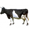 https://www.americanbreeder.com/images/com_adsmanager/categories/5311cat_t.jpg