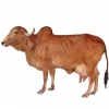 https://www.americanbreeder.com/images/com_adsmanager/categories/5312cat_t.jpg