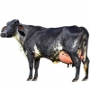 https://www.americanbreeder.com/images/com_adsmanager/categories/5313cat_t.jpg