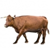 https://www.americanbreeder.com/images/com_adsmanager/categories/5315cat_t.jpg