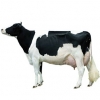 https://www.americanbreeder.com/images/com_adsmanager/categories/5316cat_t.jpg