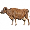 https://www.americanbreeder.com/images/com_adsmanager/categories/5318cat_t.jpg