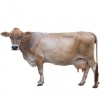 https://www.americanbreeder.com/images/com_adsmanager/categories/5319cat_t.jpg
