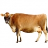 https://www.americanbreeder.com/images/com_adsmanager/categories/5320cat_t.jpg