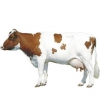 https://www.americanbreeder.com/images/com_adsmanager/categories/5323cat_t.jpg